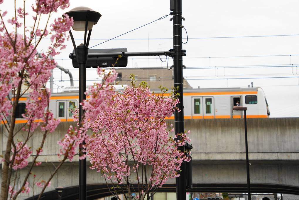 桜「陽光」と中央線