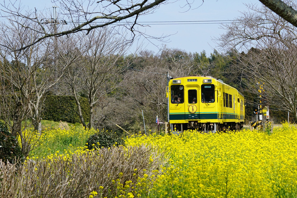 幸せの Yellow Train
