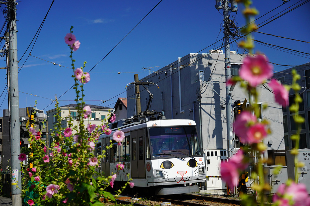 東急世田谷線と梅雨に咲く花たち