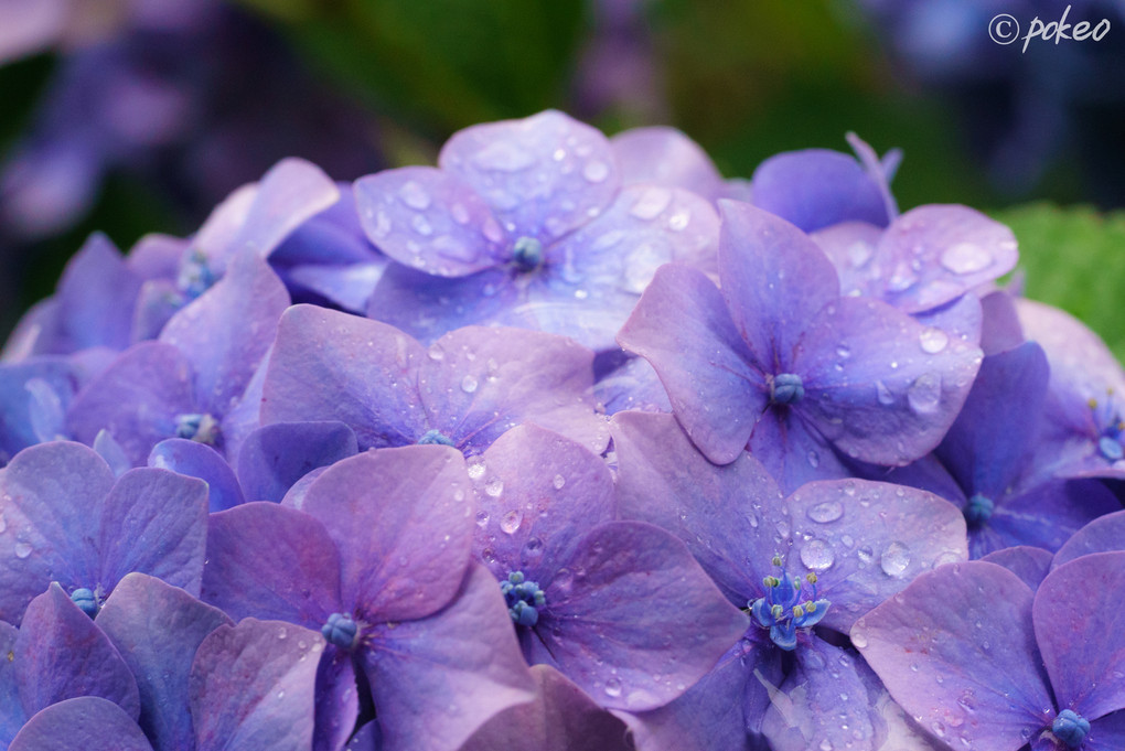 雨だからこそ紫陽花を・・