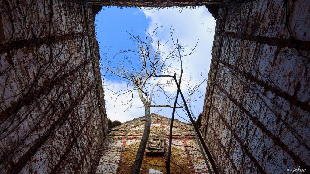 Tree to break the ruins of the roof