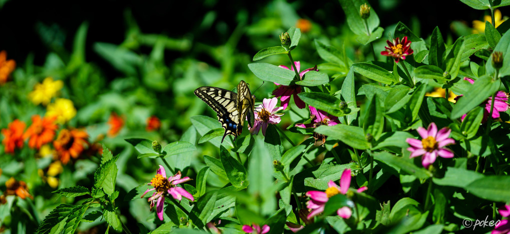 Swallowtail butterfly