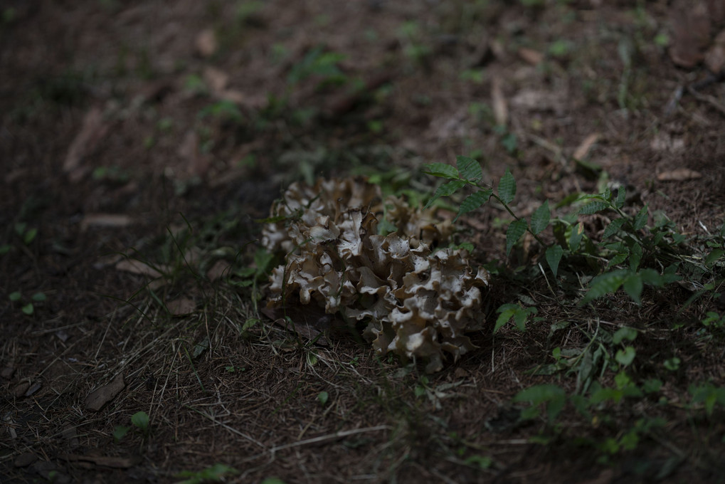 戸隠散策（植物編）