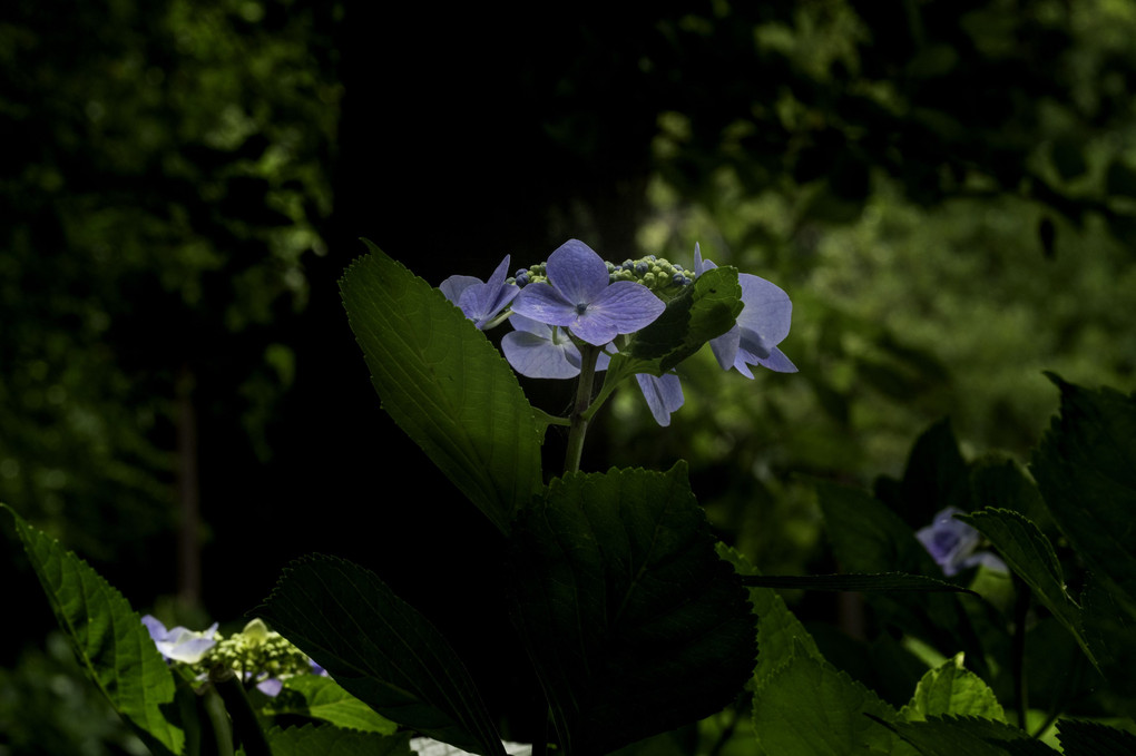 古道の紫陽花