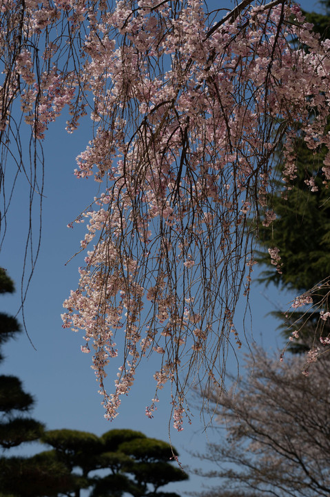 名残の桜