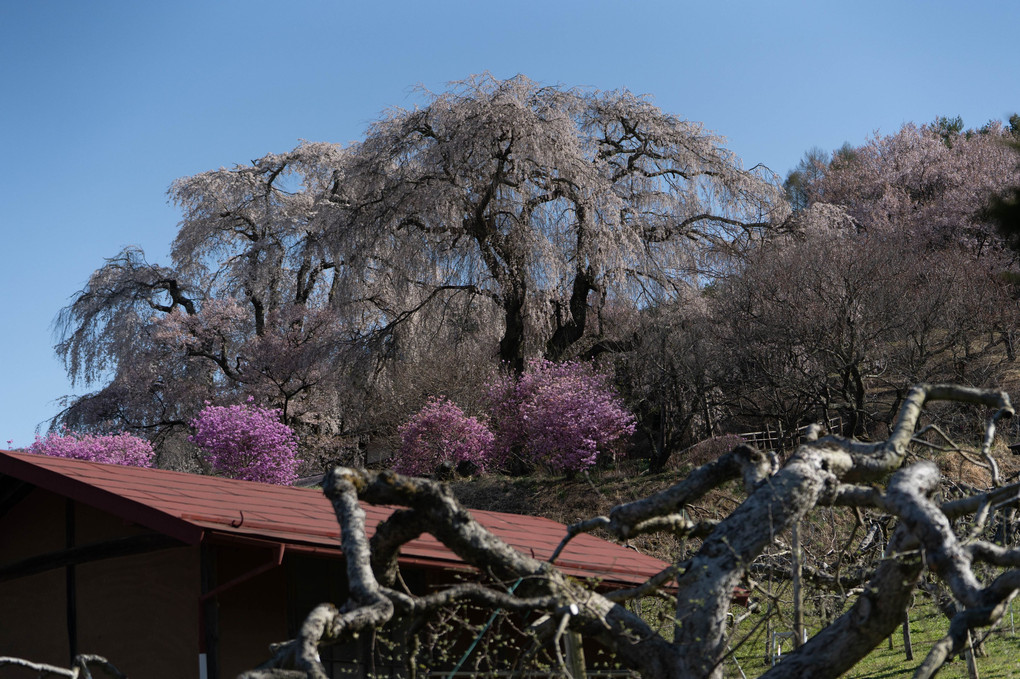 名残の桜