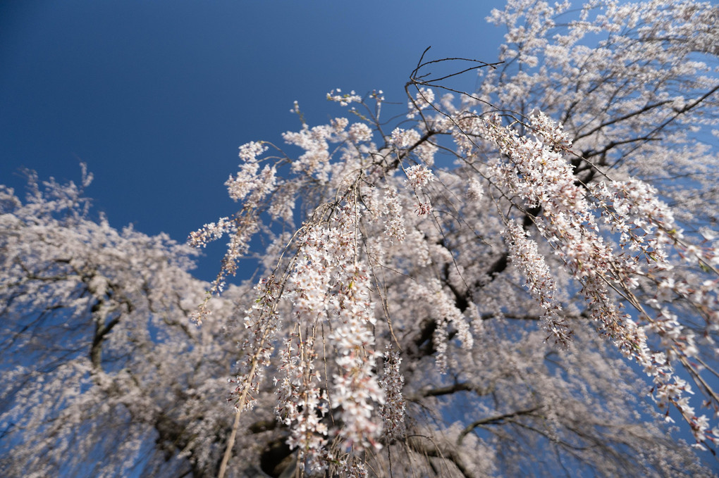 名残の桜