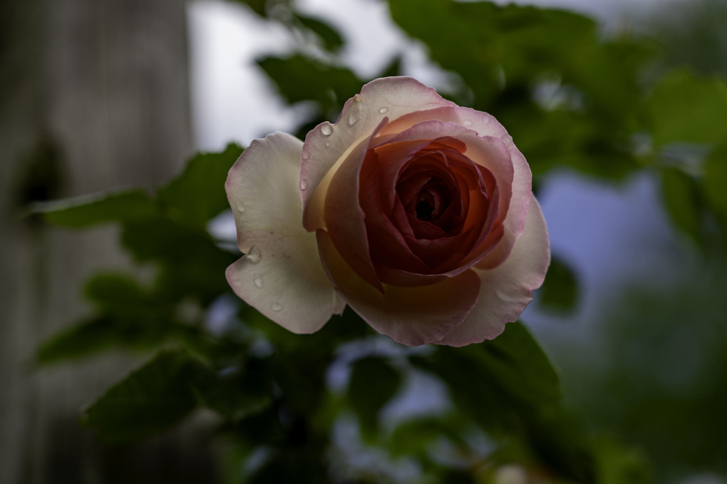 ガーデンハウスの薔薇