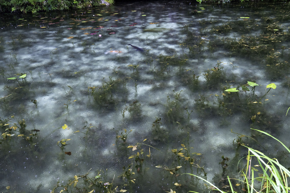 雨の日の憂いモネの池