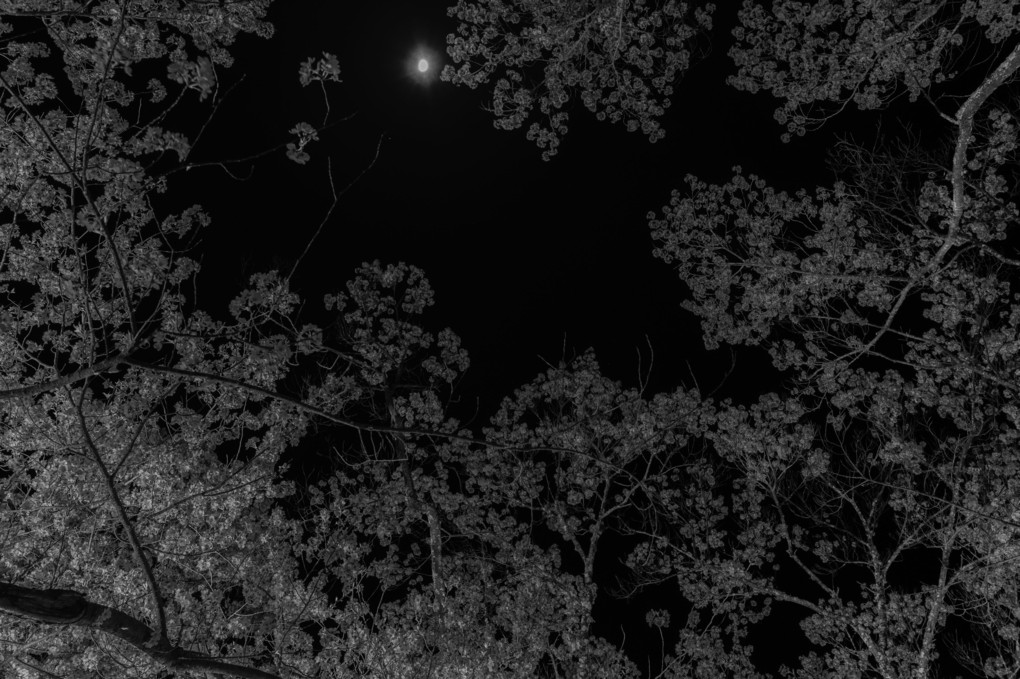 月と桜（白黒　Ver.)
