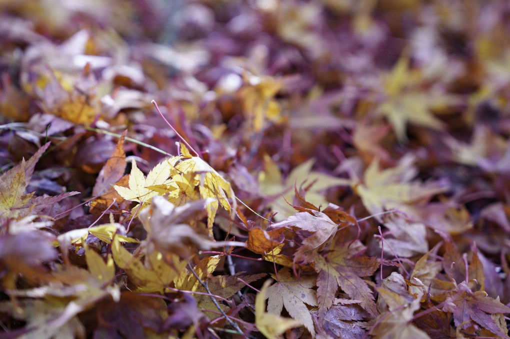 紅葉湖