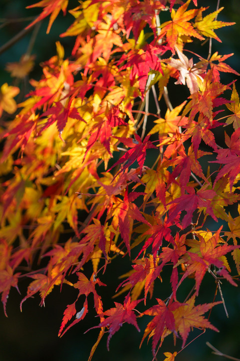 依水園にて紅葉狩り