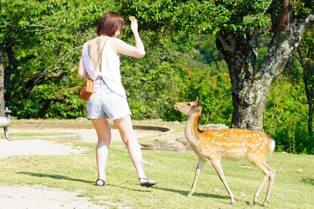 鹿と楽しむ外国人観光客