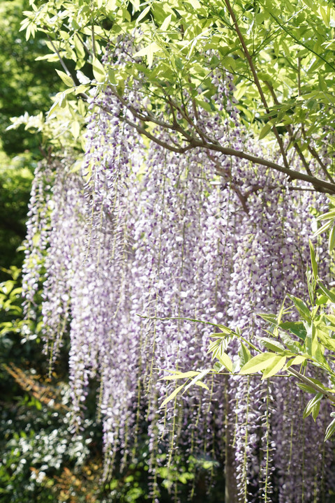 昨年の万葉植物園