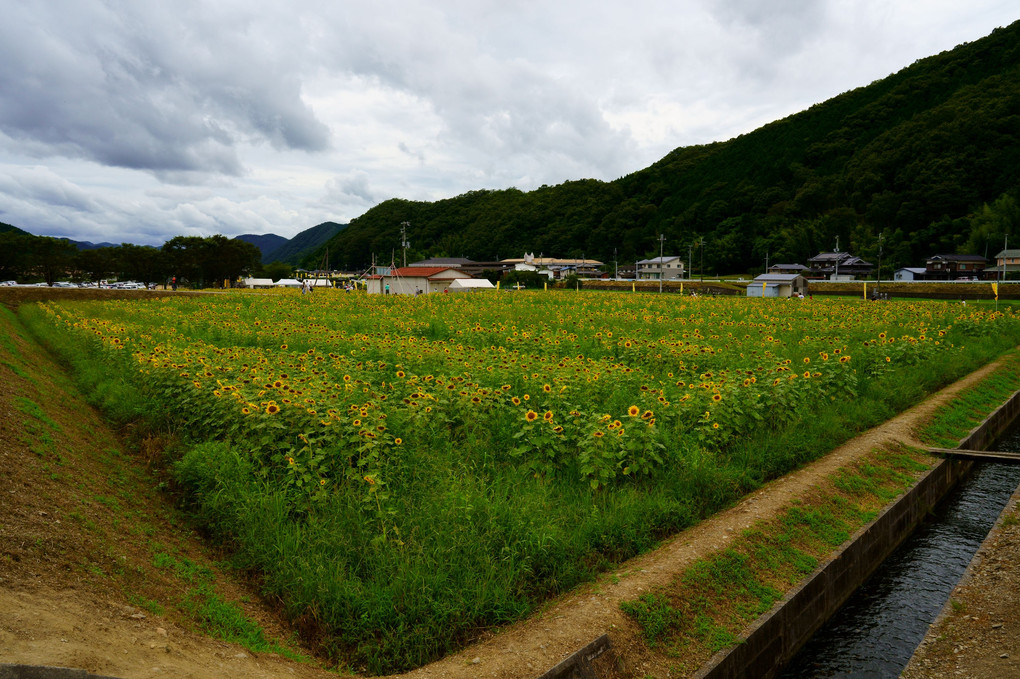 佐用町ひまわり