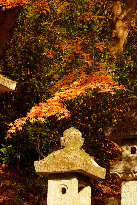 米谷昌浩の写真講座　晩秋の長谷寺で残り紅葉を撮る