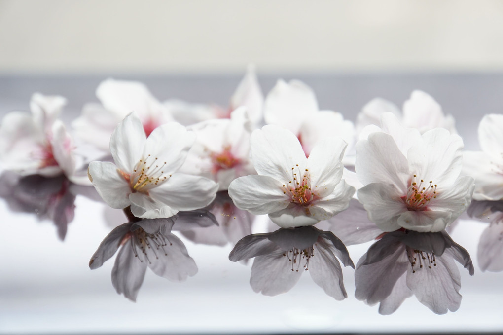 落ちていた桜の花