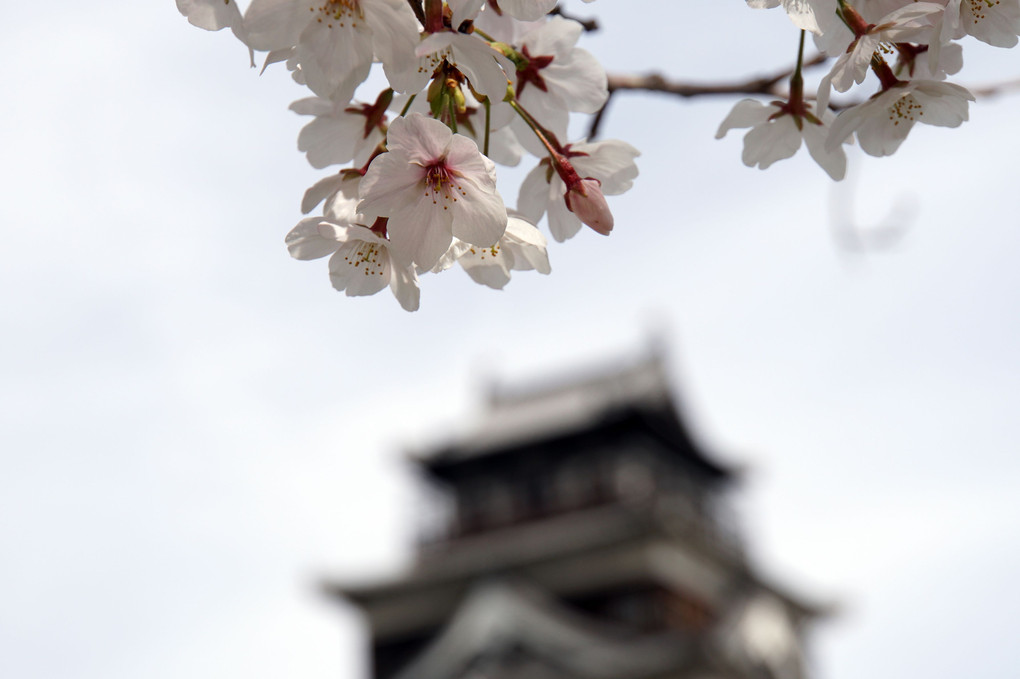 広島城を見る桜