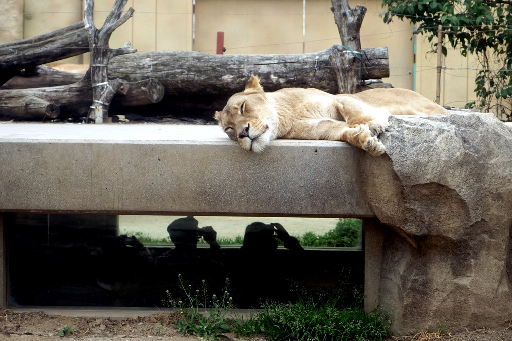 ライオンは寝ている！？　