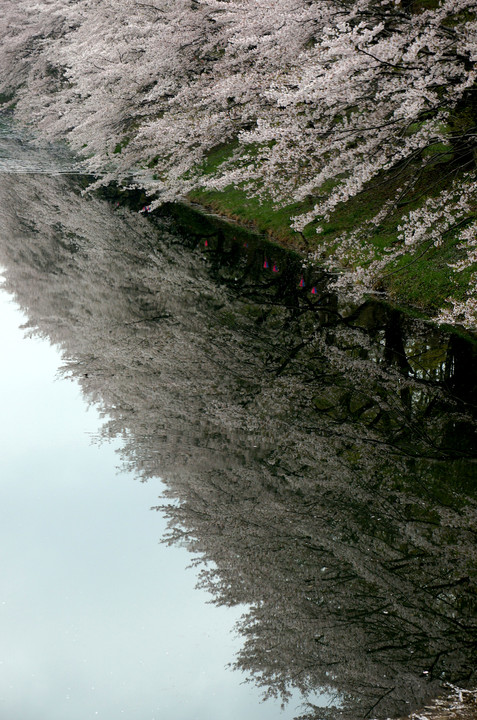 袋川桜景