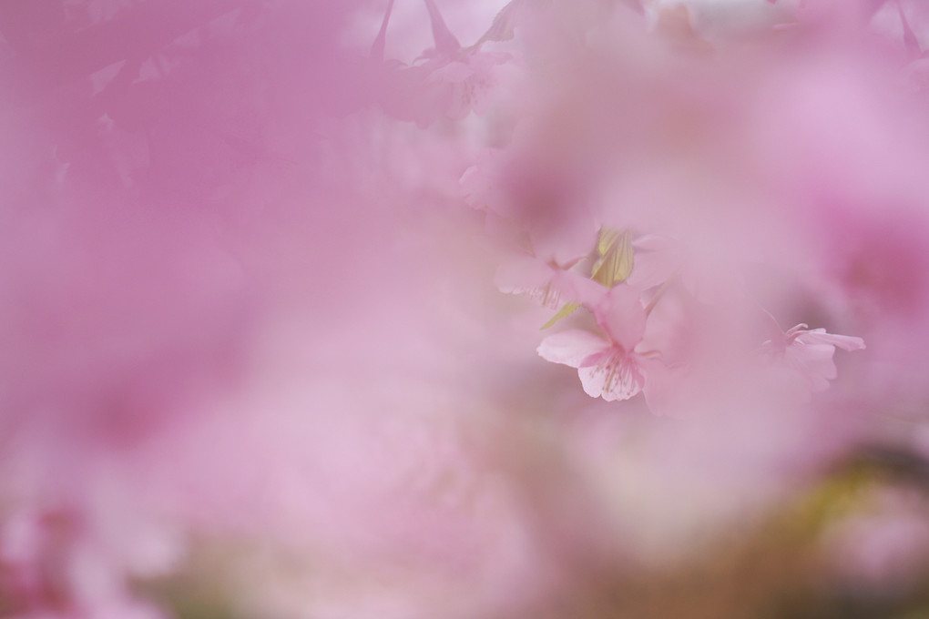 フジクラデンキ　α撮影会・春を感じに行こう！  桜