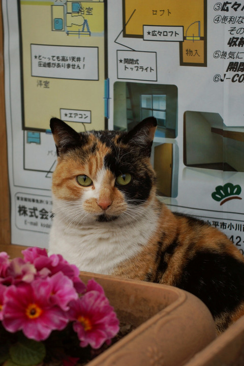 三毛猫の居る風景