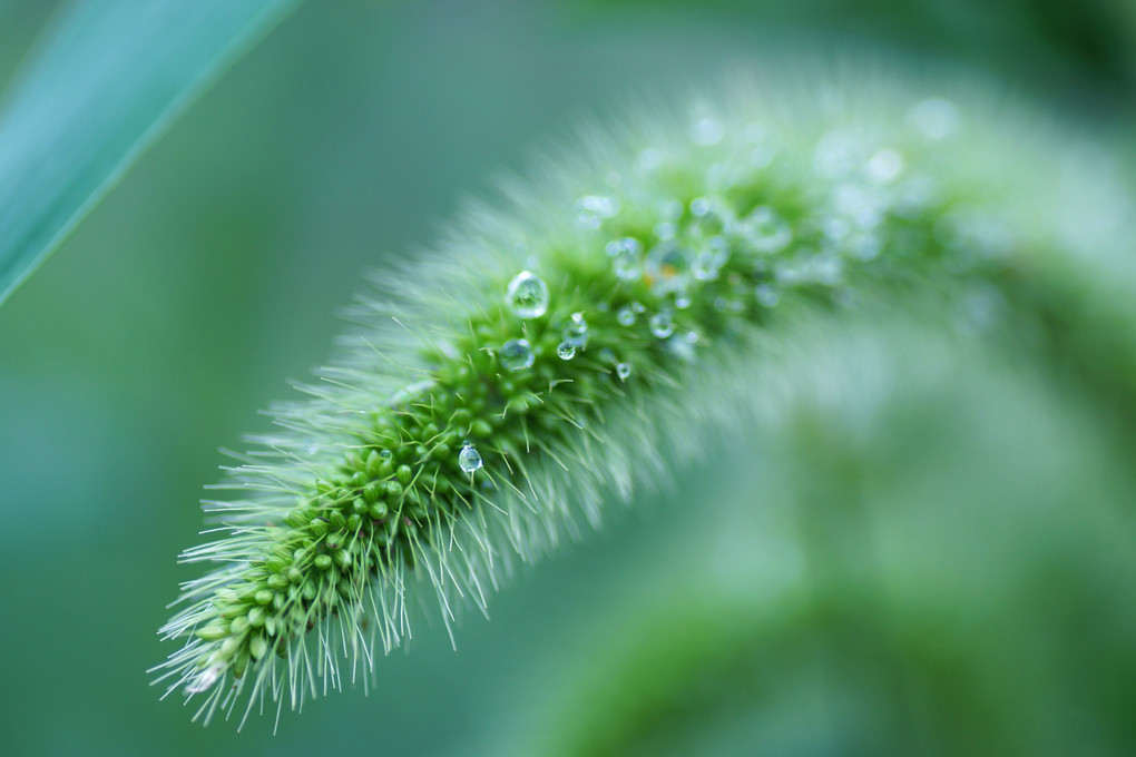 Tears of green foxtail