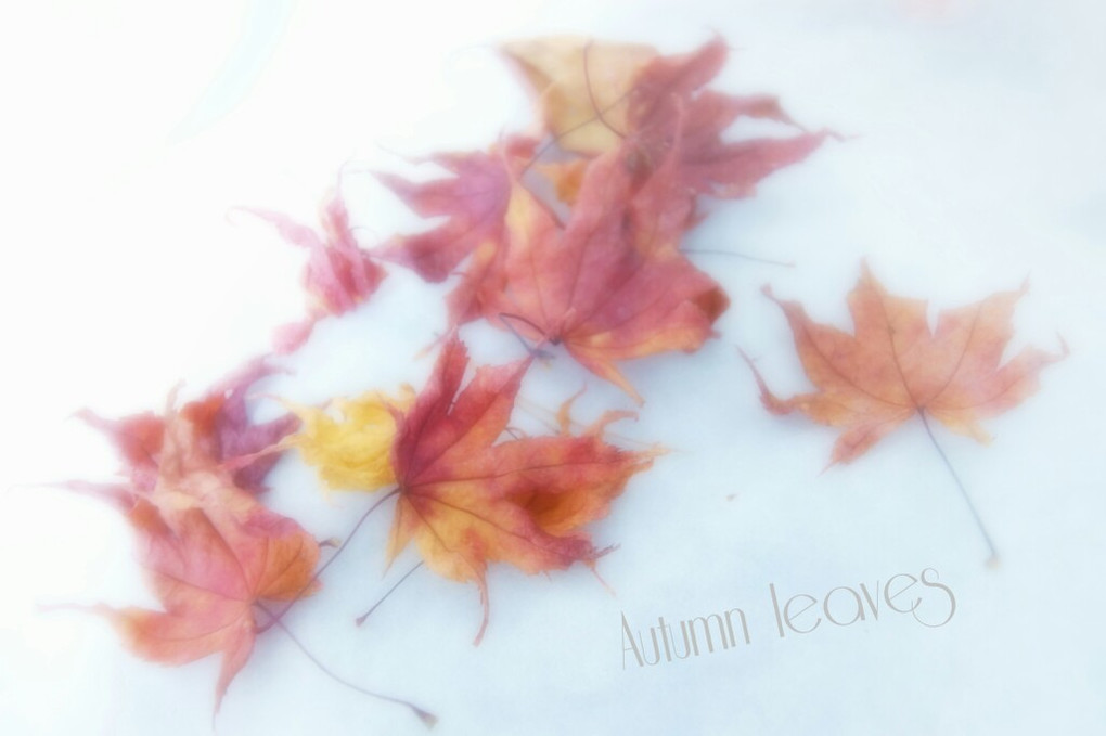 Autumn leaves(dry leaf) 
