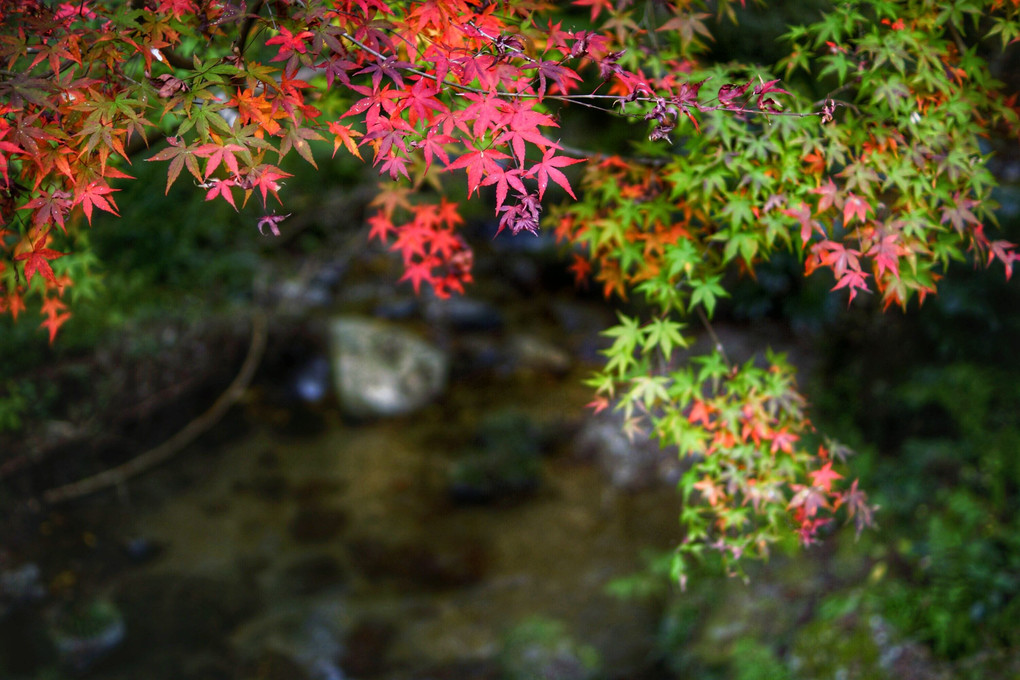 渓流も秋の彩り