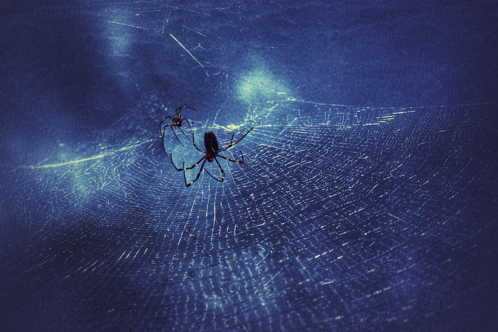 Deep Blue Spider
