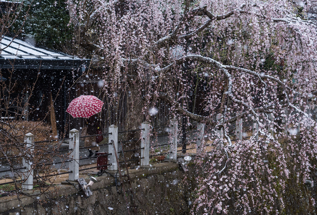 桜と吹雪