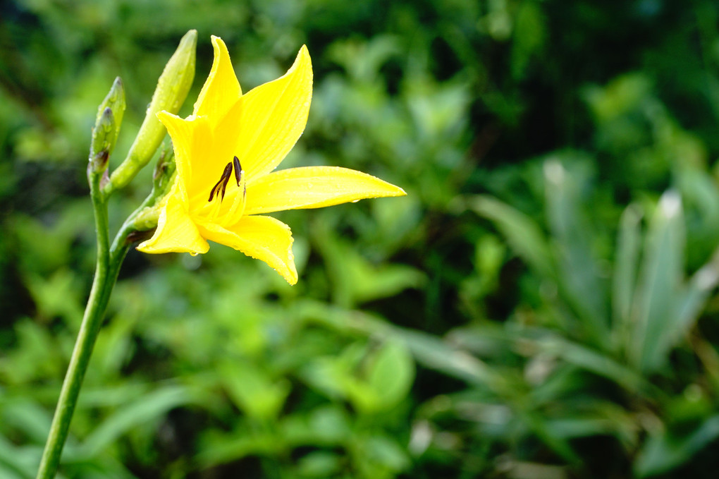 山の草花