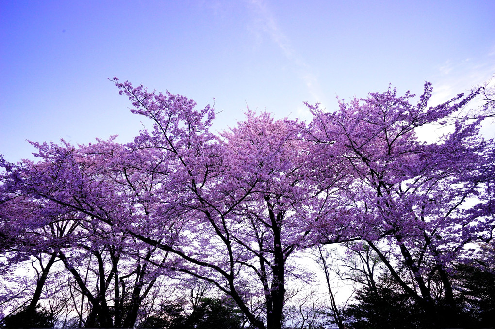 日進市桜探しの旅