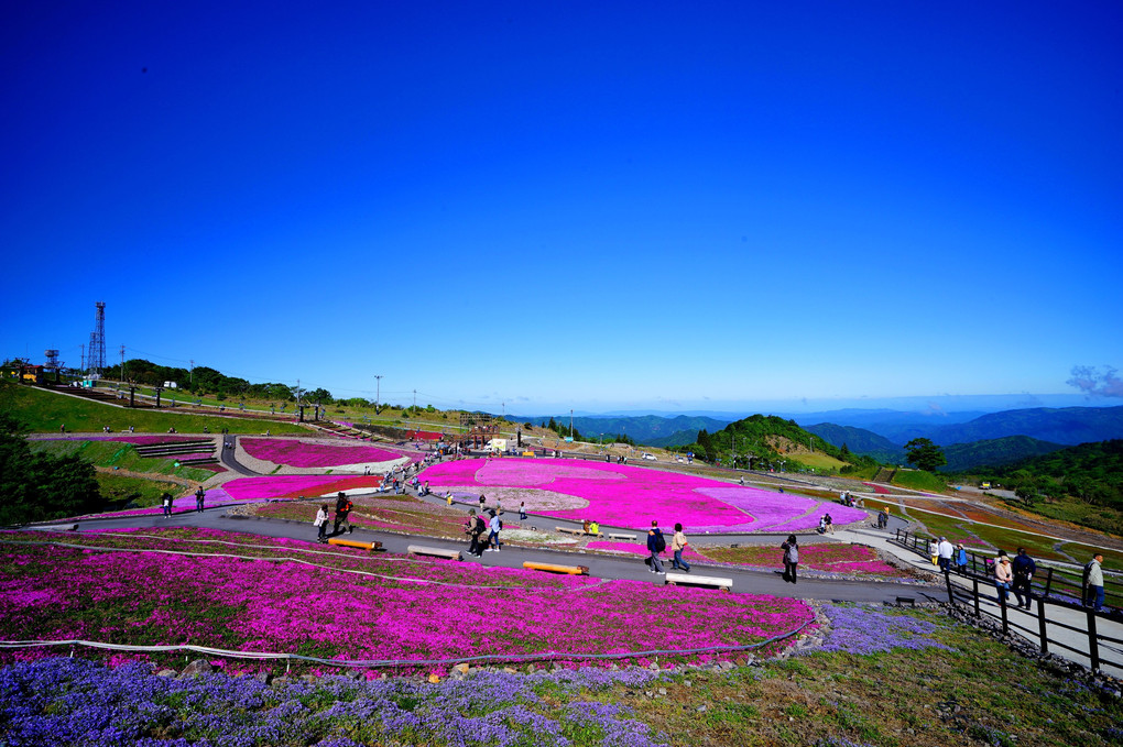 茶臼山高原芝桜の丘