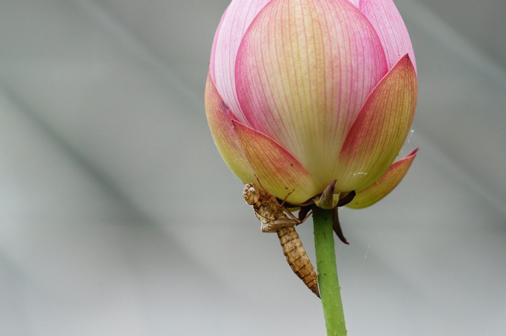 体験会～北大植物園で蓮の花・バラを撮る