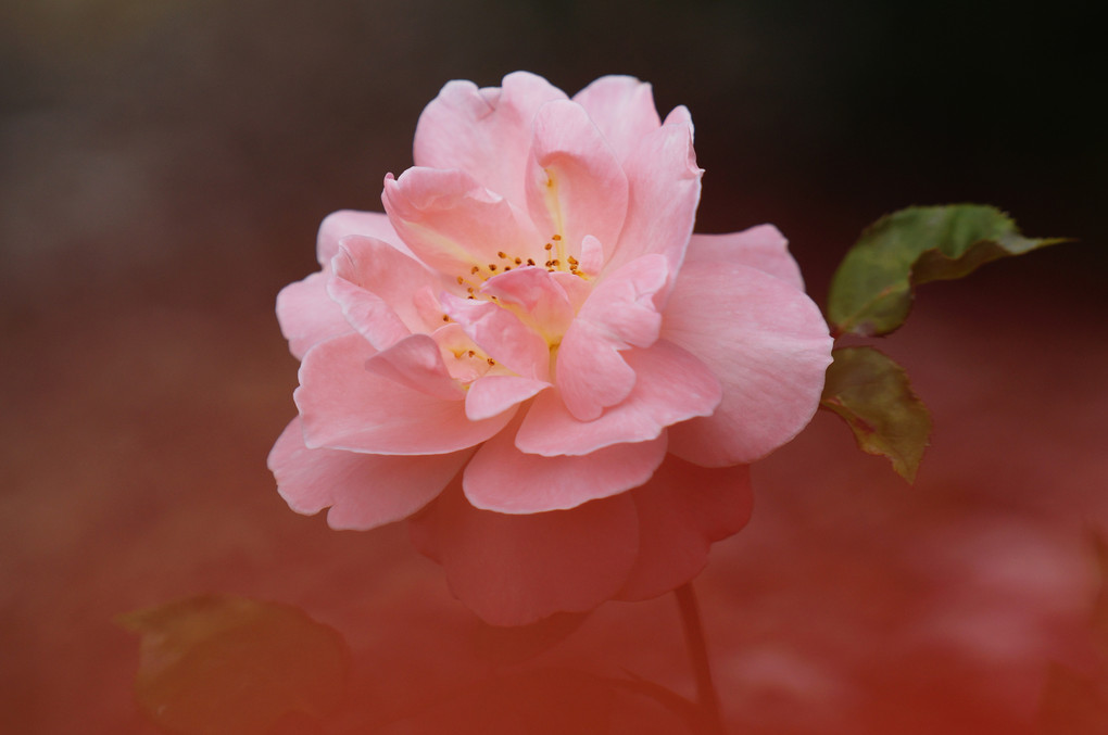 体験会～北大植物園でバラの花を撮る～