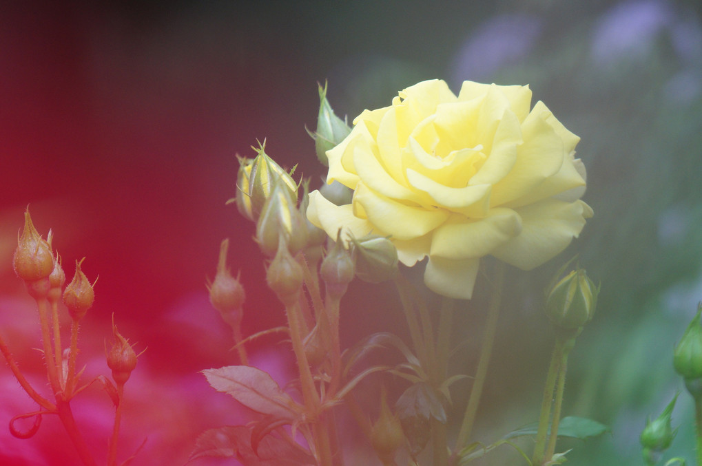 体験会～北大植物園でバラの花を撮る～
