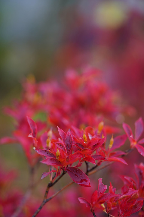 花よりきれい