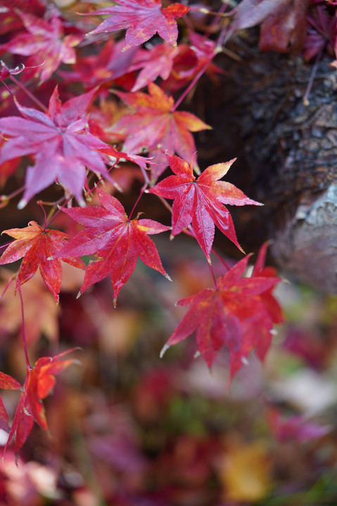 庭の紅葉