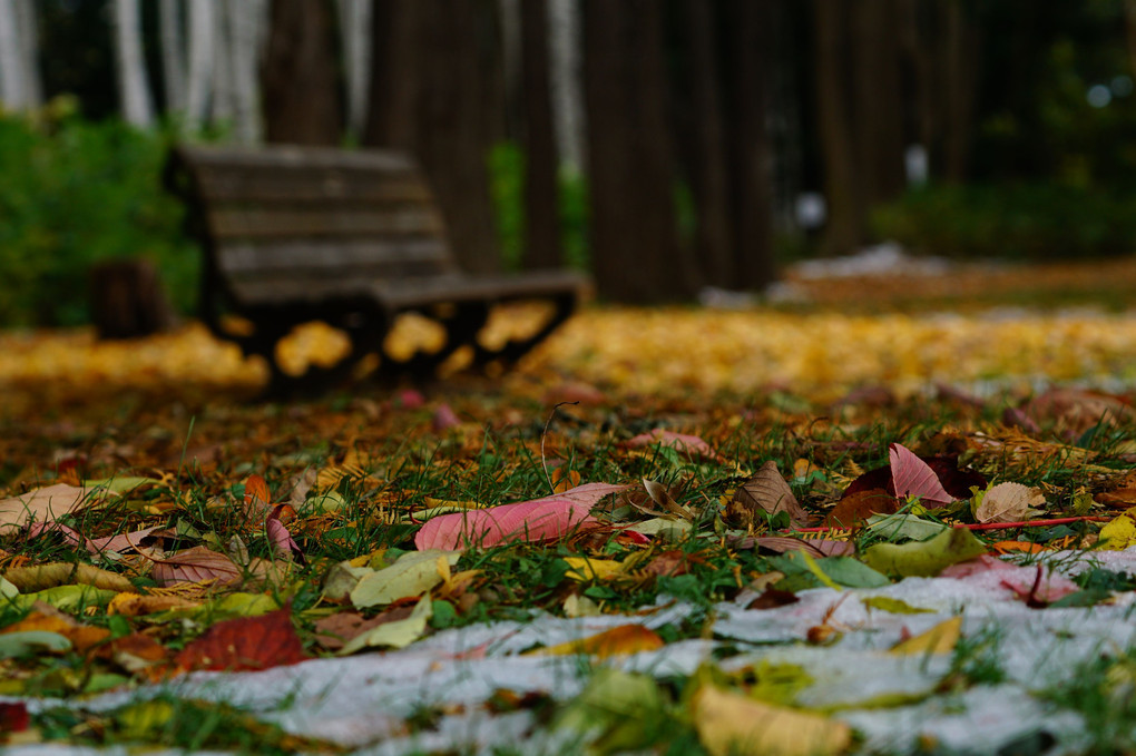 体験会～豊平公園の紅葉を印象的に撮る～雪と紅葉
