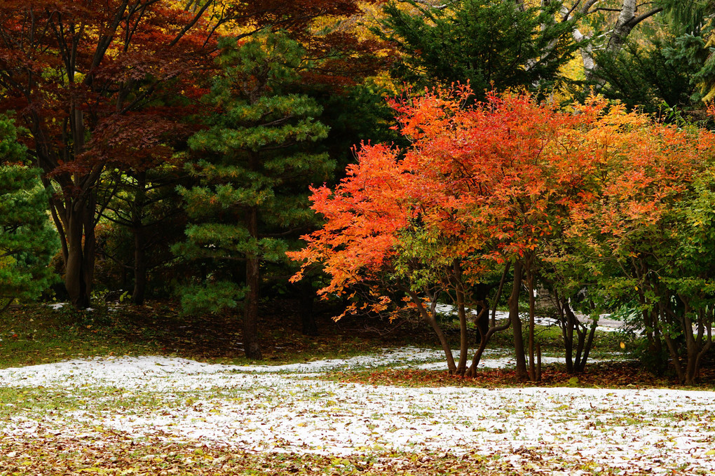 体験会～豊平公園の紅葉を印象的に撮る～雪と紅葉