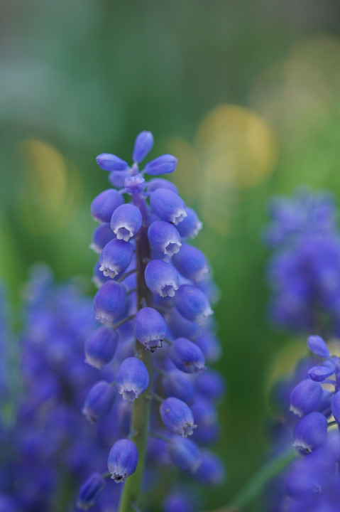 庭の小さな花たち