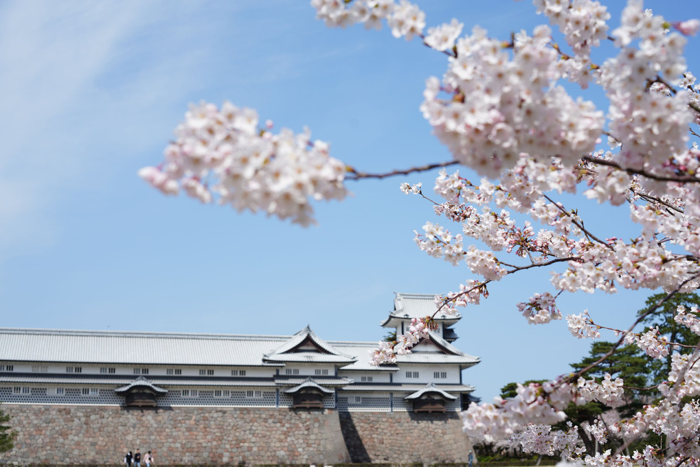桜と金沢城
