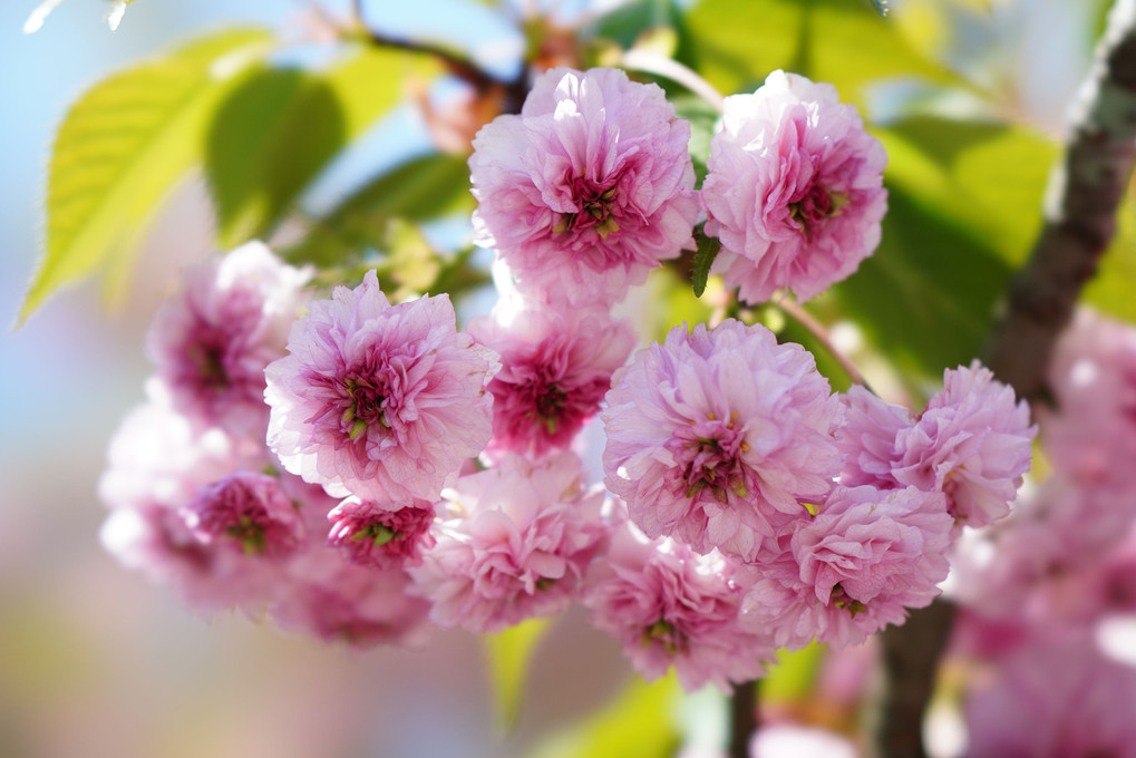 金澤尾山神社の兼六園菊桜