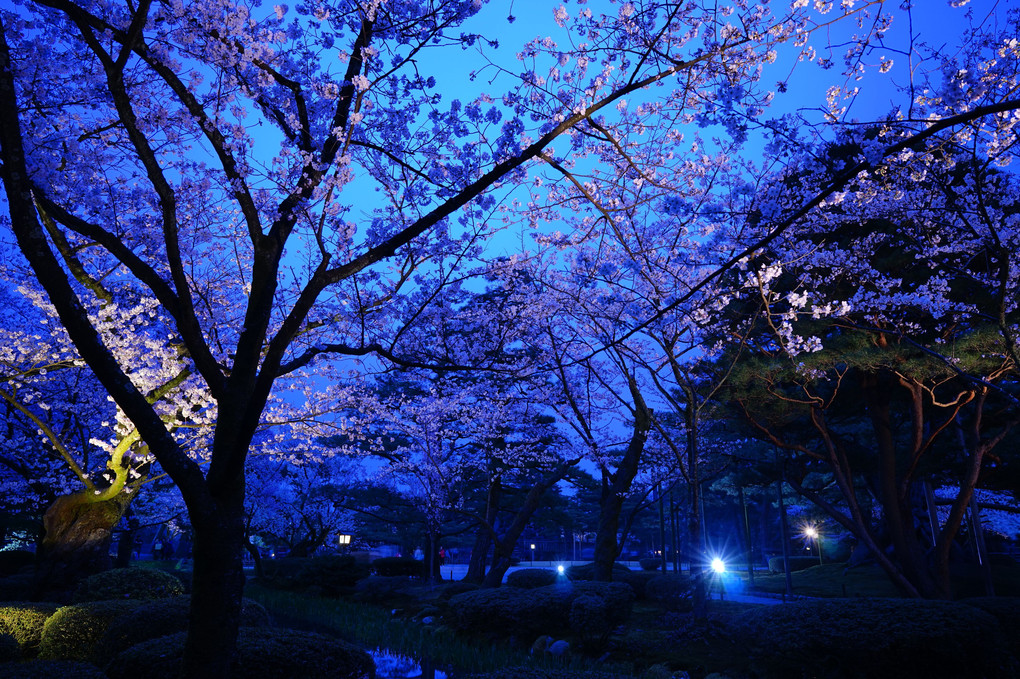  兼六園 夜桜