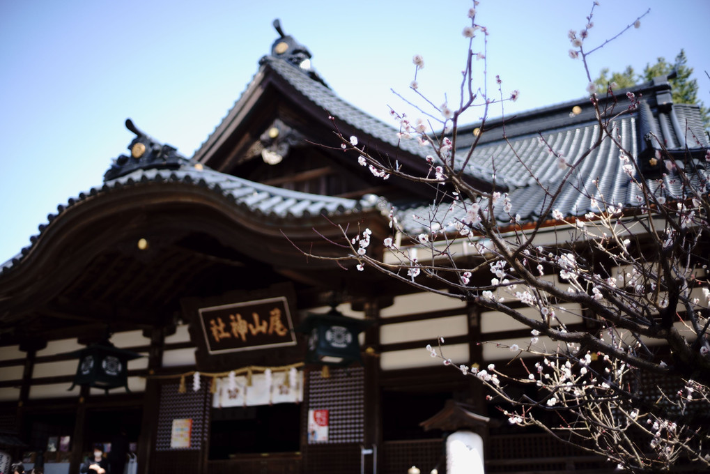 金澤尾山神社の梅