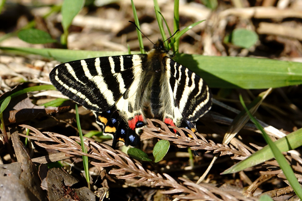 ギフチョウ