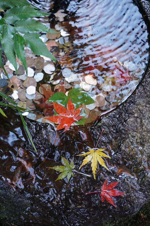 水面に降りた紅葉