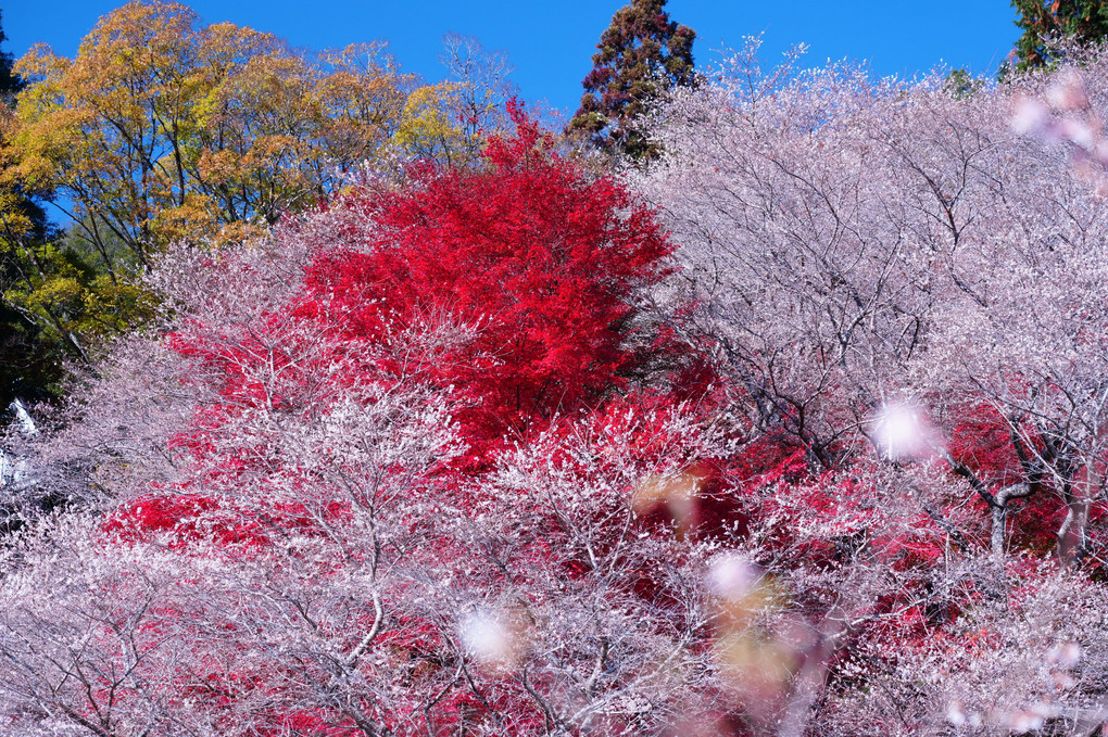 モミジをたたえる四季桜