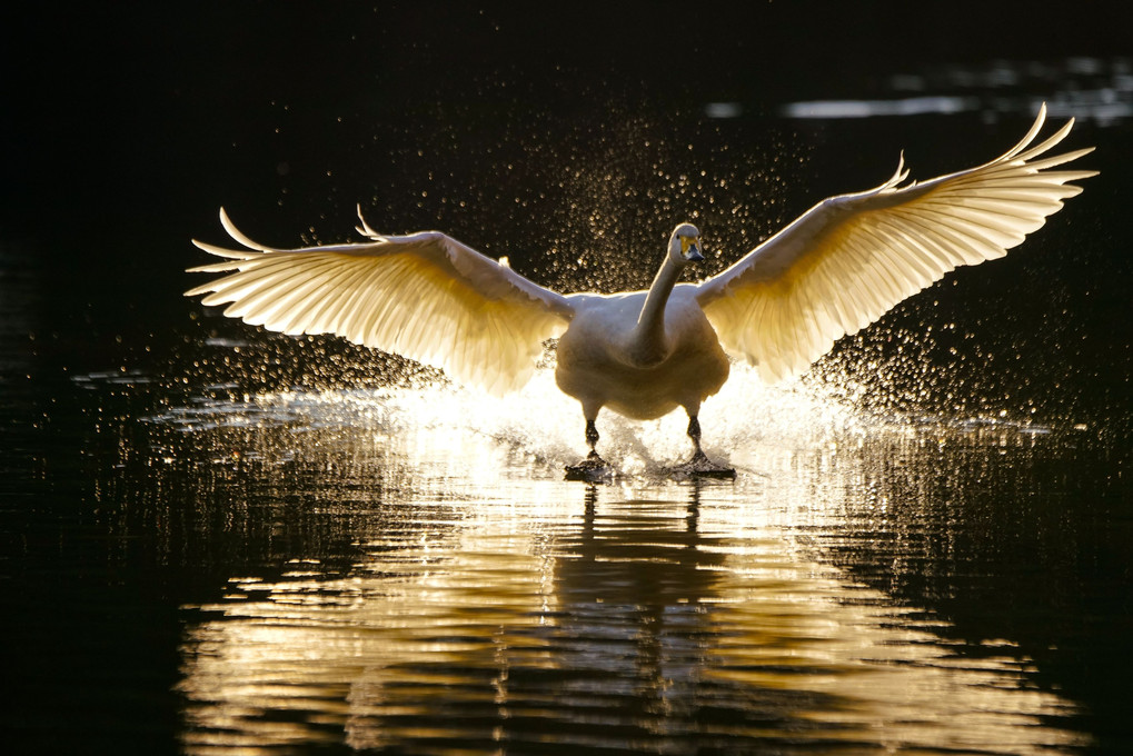 大池の白鳥7